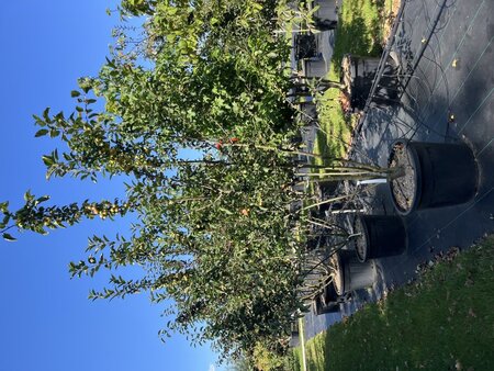 Malus 'Red Sentinel' 200-250 cm cont. 110L meerstammig - afbeelding 2