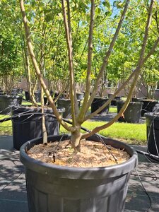 Malus 'Red Sentinel' 200-250 cm cont. 110L meerstammig - afbeelding 3