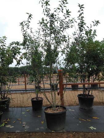 Malus 'Red Sentinel' 200-250 cm cont. 110L meerstammig - afbeelding 6