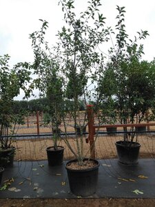Malus 'Red Sentinel' 200-250 cm cont. 110L meerstammig - afbeelding 6