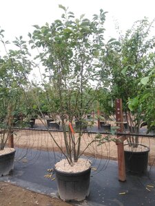 Magnolia soulangeana 200-250 cm cont. 90L meerstammig