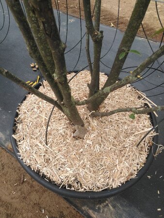 Magnolia soulangeana 200-250 cm cont. 90L meerstammig - afbeelding 2