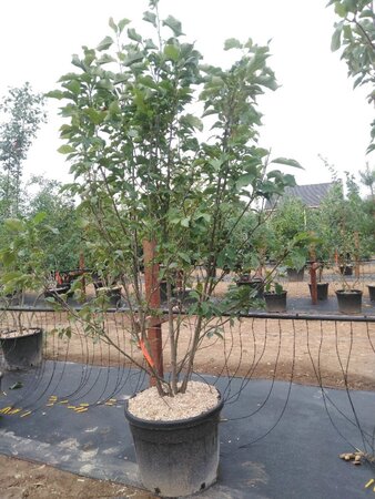 Magnolia soulangeana 200-250 cm cont. 90L meerstammig - afbeelding 3