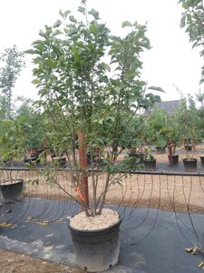 Magnolia soulangeana 200-250 cm cont. 90L meerstammig - afbeelding 3
