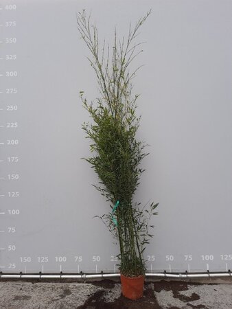 Phyllostachys bissetii 200-250 cm cont. 18L