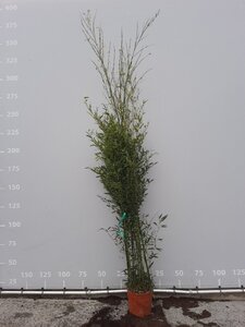 Phyllostachys bissetii 200-250 cm cont. 18L