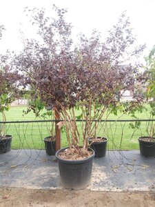 Physocarpus opulif. 'Diabolo' 175-200 cm cont. 110L meerstammig