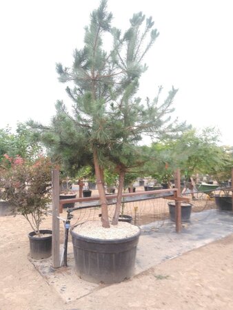 Pinus nigra nigra (='Austriaca') 300-350 cm cont. 375L meerstammig - afbeelding 1
