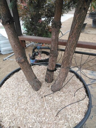 Pinus nigra nigra (='Austriaca') 300-350 cm cont. 375L meerstammig - afbeelding 2