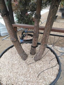 Pinus nigra nigra (='Austriaca') 300-350 cm cont. 375L meerstammig - afbeelding 2