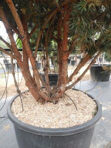 Pinus sylv. 'Watereri' 150-175 cm cont. 130L meerstammig