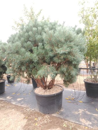 Pinus sylv. 'Watereri' 150-175 cm cont. 130L meerstammig - afbeelding 2