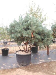 Pinus sylv. 'Watereri' 150-175 cm cont. 130L meerstammig - afbeelding 3