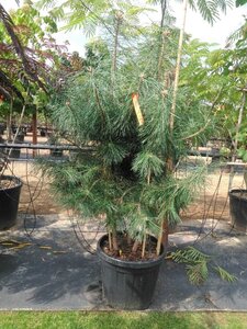 Pinus sylvestris 125-150 cm cont. 45L meerstammig