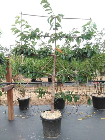 Prunus a. 'Stella' geen maat specificatie cont. 60L 5 etages esp 150x180 - image 1