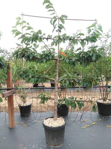 Prunus a. 'Stella' geen maat specificatie cont. 60L 5 etages esp 150x180