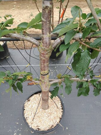 Prunus a. 'Stella' geen maat specificatie cont. 60L 5 etages esp 150x180 - image 2