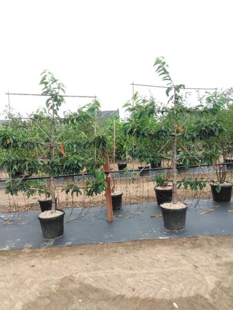 Prunus a. 'Stella' geen maat specificatie cont. 60L 5 etages esp 150x180 - image 3
