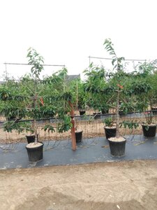 Prunus a. 'Stella' geen maat specificatie cont. 60L 5 etages esp 150x180 - image 3