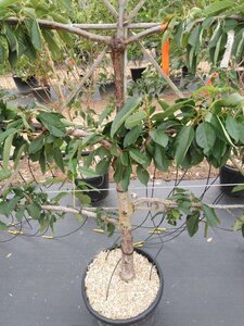 Prunus a. 'Stella' geen maat specificatie cont. 60L 5 etages esp 150x180 - image 4