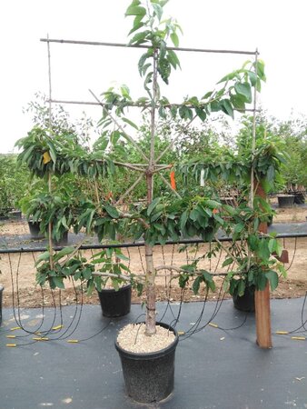 Prunus a. 'Stella' geen maat specificatie cont. 60L 5 etages esp 150x180 - image 5