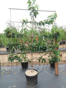 Prunus a. 'Stella' geen maat specificatie cont. 60L 5 etages esp 150x180 - image 5