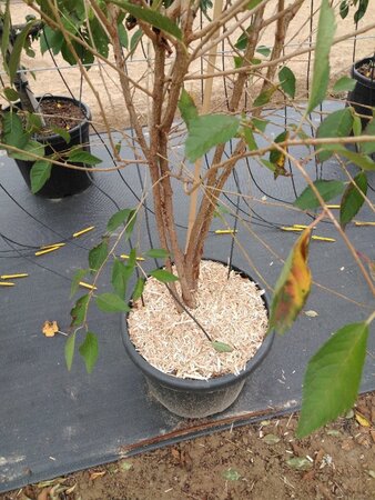 Prunus 'The Bride' 200-250 cm cont. 45L meerstammig - afbeelding 1
