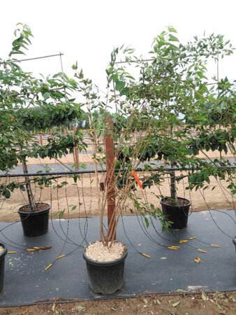 Prunus 'The Bride' 200-250 cm cont. 45L meerstammig - afbeelding 2