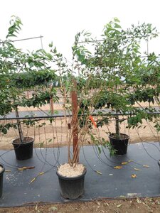 Prunus 'The Bride' 200-250 cm cont. 45L meerstammig - afbeelding 2