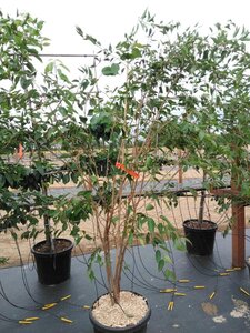 Prunus 'The Bride' 200-250 cm cont. 45L meerstammig - afbeelding 3