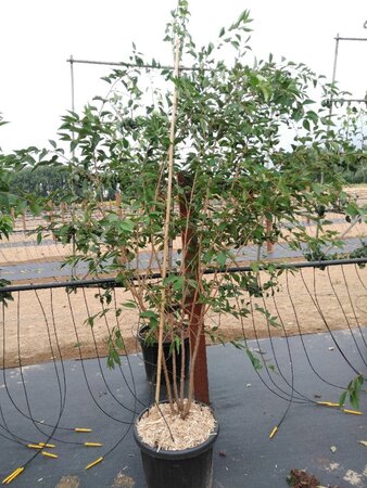 Prunus 'The Bride' 200-250 cm cont. 45L meerstammig - afbeelding 4