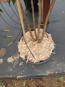 Prunus 'The Bride' 200-250 cm cont. 45L meerstammig - afbeelding 5