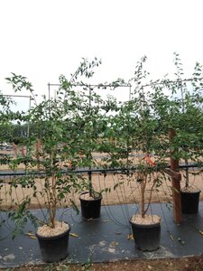 Prunus 'The Bride' 200-250 cm cont. 45L meerstammig - afbeelding 6