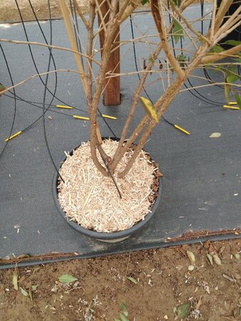 Prunus 'The Bride' 200-250 cm cont. 45L meerstammig - afbeelding 7