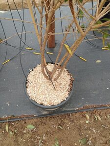 Prunus 'The Bride' 200-250 cm cont. 45L meerstammig - afbeelding 7