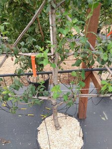 Prunus d. 'Mirabelle de Nancy' geen maat specificatie cont. 60L 5 etages esp 150x180