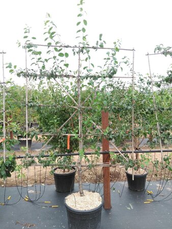 Prunus d. 'Mirabelle de Nancy' geen maat specificatie cont. 60L 5 etages esp 150x180 - image 2