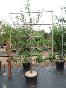 Prunus d. 'Opal' (vroeg) geen maat specificatie cont. 60L 5 etages esp 150x180