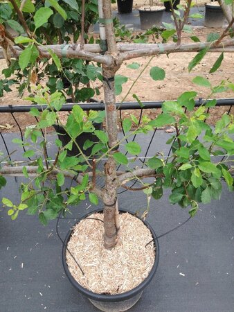 Prunus d. 'Opal' (vroeg) geen maat specificatie cont. 60L 5 etages esp 150x180 - image 2