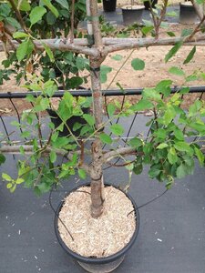 Prunus d. 'Opal' (vroeg) geen maat specificatie cont. 60L 5 etages esp 150x180 - image 2