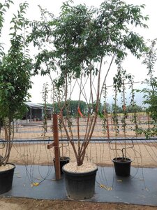 Prunus subh. 'Autumnalis Rosea' 200-250 cm cont. 70L meerstammig
