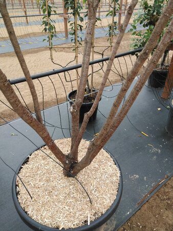 Prunus subh. 'Autumnalis Rosea' 200-250 cm cont. 70L meerstammig - afbeelding 2