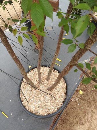 Prunus subh. 'Autumnalis Rosea' 350-400 cm cont. 150L meerstammig - afbeelding 1