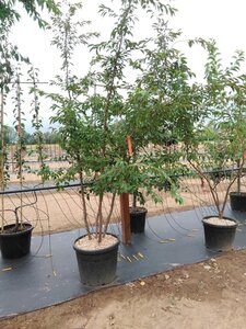 Prunus subh. 'Autumnalis Rosea' 350-400 cm cont. 150L meerstammig - afbeelding 2