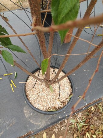 Prunus subh. 'Autumnalis' 200-250 cm cont. 45L meerstammig - afbeelding 1