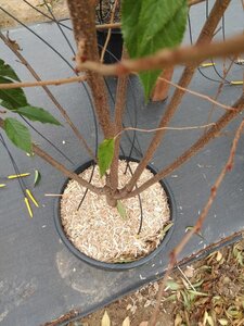 Prunus subh. 'Autumnalis' 200-250 cm cont. 45L meerstammig