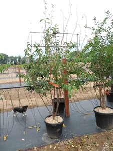 Prunus subh. 'Autumnalis' 200-250 cm cont. 45L meerstammig - afbeelding 2
