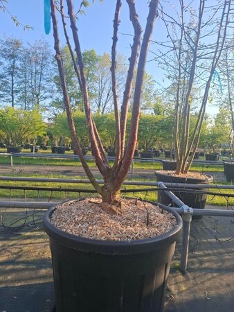 Prunus serrula 200-250 cm cont. 110L meerstammig - afbeelding 3
