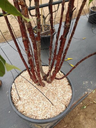 Prunus serrula 200-250 cm cont. 110L meerstammig - afbeelding 1