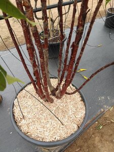 Prunus serrula 200-250 cm cont. 110L meerstammig